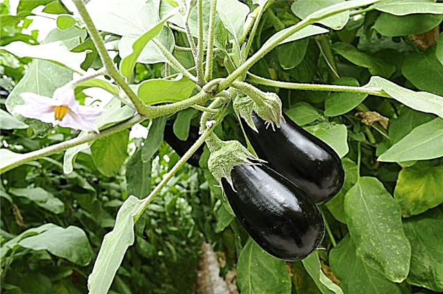 Characteristics of Marzipan eggplant