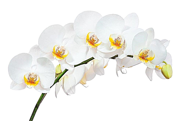 Blütezeit der Orchidee zu Hause