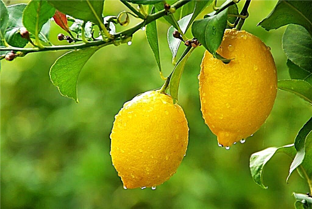 Cultiver du citron Lunario