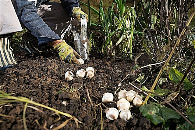 Seeders for garlic