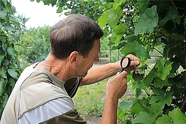 Fighting scale insects on grapes