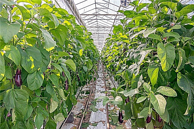 Hur man tar hand om aubergine i ett växthus