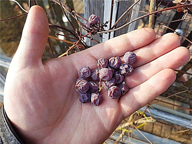 Las uvas secan las bayas y se marchitan los pinceles