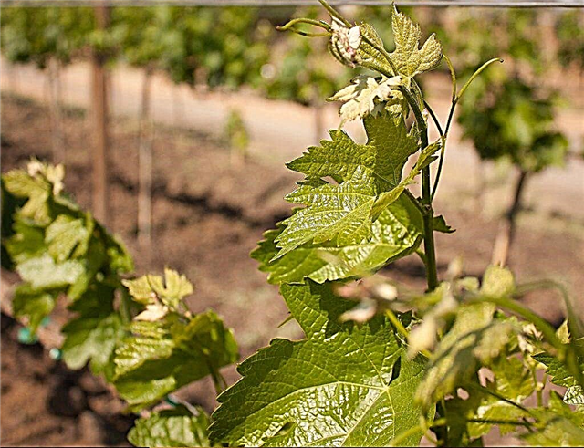 Metody rozmnażania winogron przez nakładanie warstw