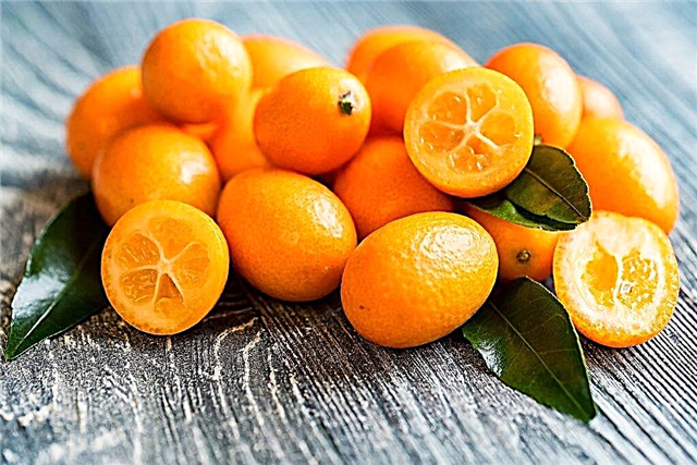 Kumquat de cítricos