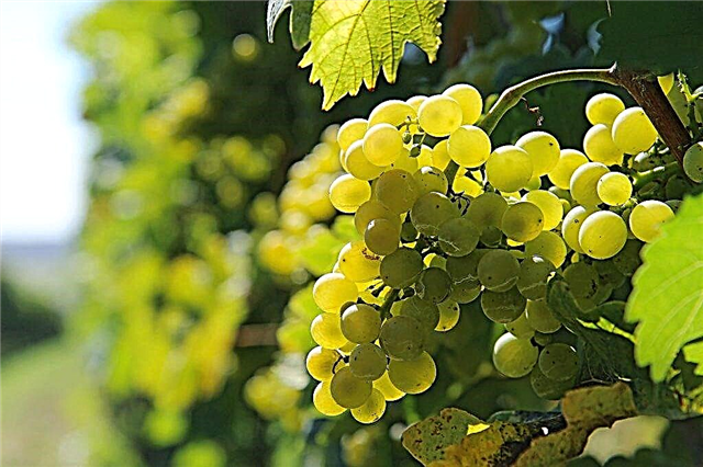 ¿Por qué son útiles las uvas blancas?
