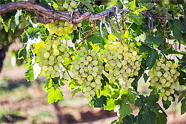 Descrição das uvas Pérolas Sabo