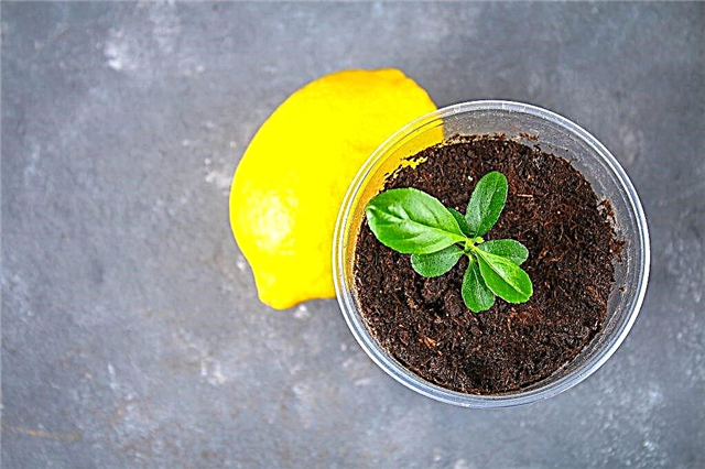 Rules for planting and growing a lemon tree at home