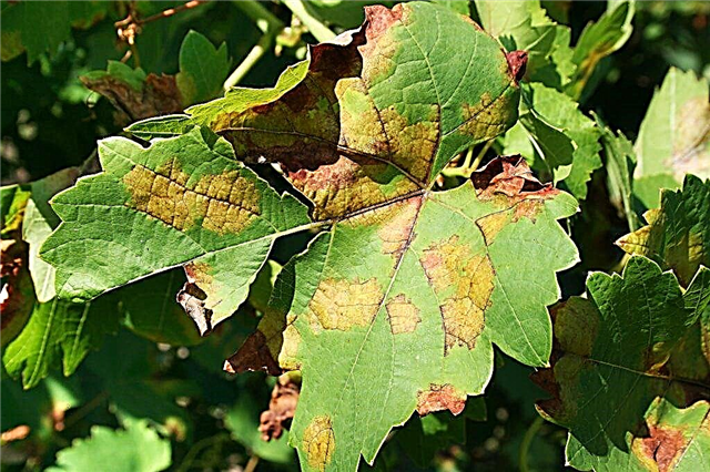 What pests and diseases of grapes exist