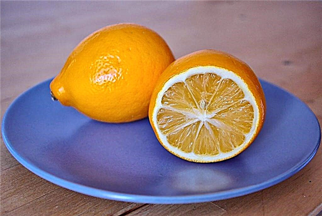 Wachsende Taschkent Zitrone
