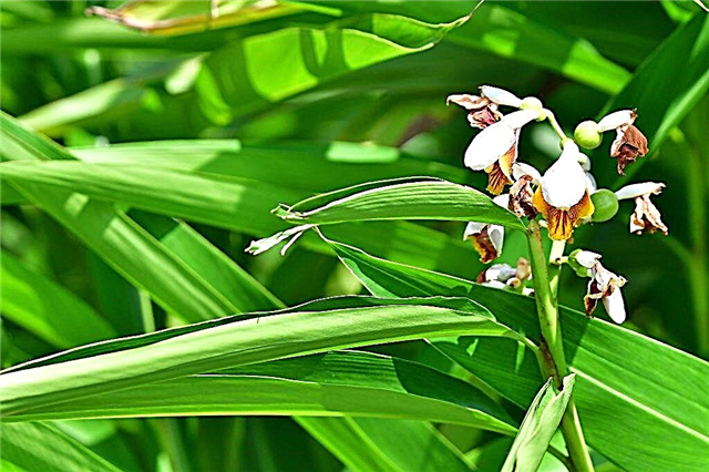 ¿Por qué una orquídea tiene hojas suaves y lentas?