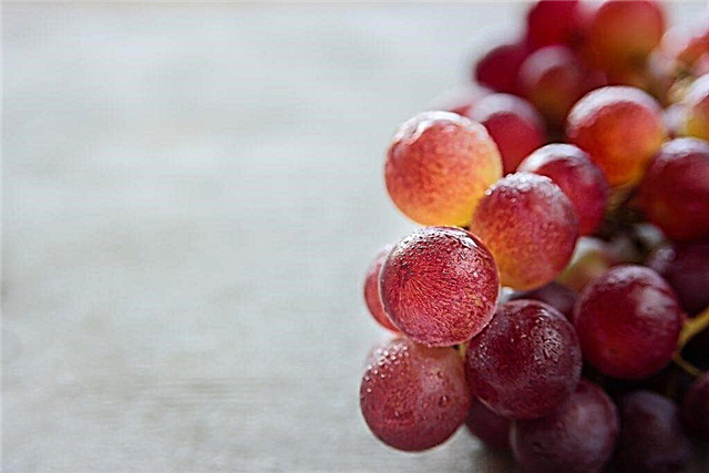 Description of grapes Variegated