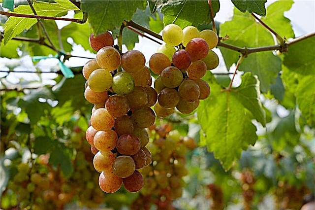 Características de la uva parisina