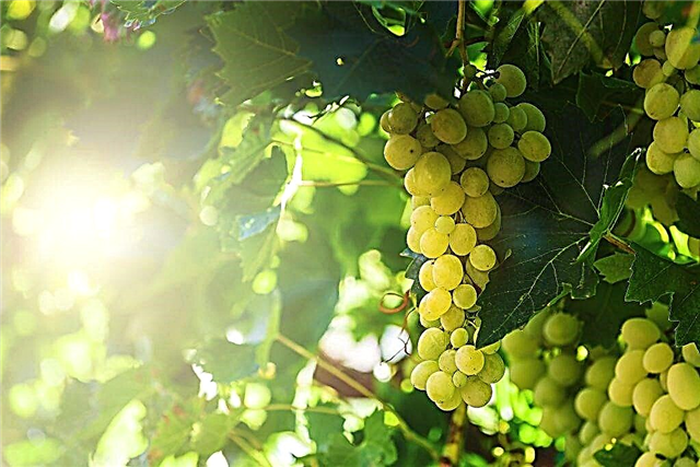 Characteristics of Supaga grapes