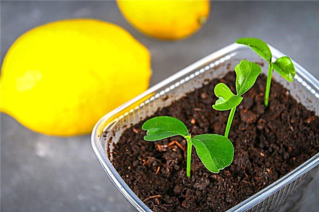 How to grow lemon