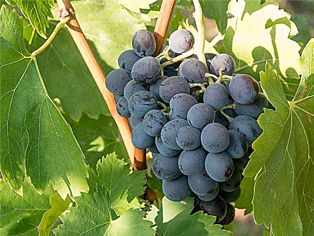 Kasvavat viinirypäleet Ataman