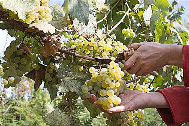 Description of grapes Korinka Russian