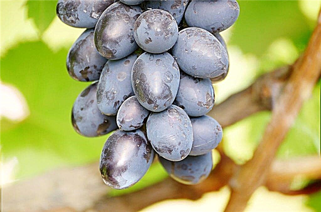 Beschrijving van Lorano-druiven