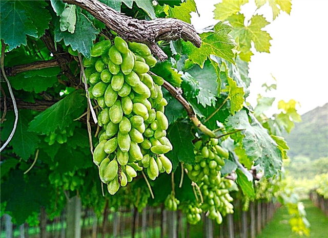 Características das uvas Dixon
