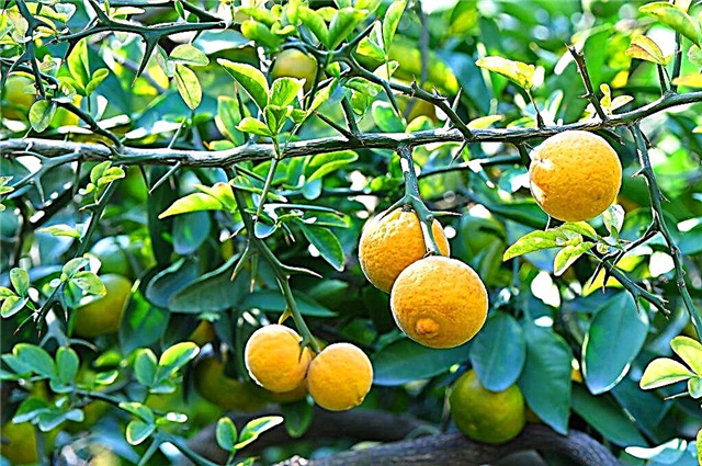 Wild lemon and its uses