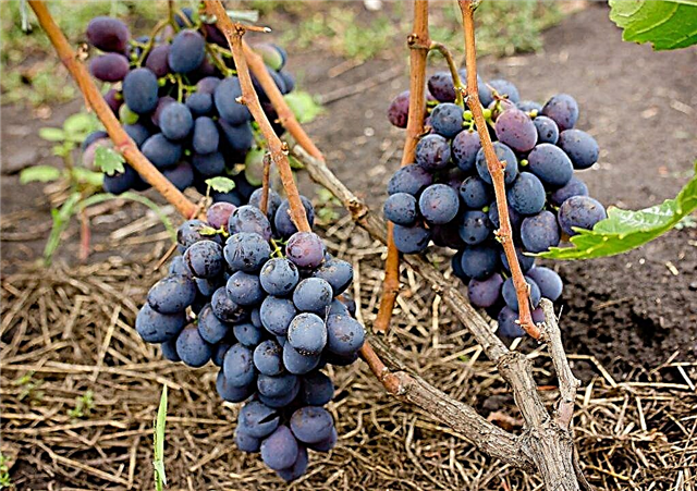 Description of the Souvenir grape variety