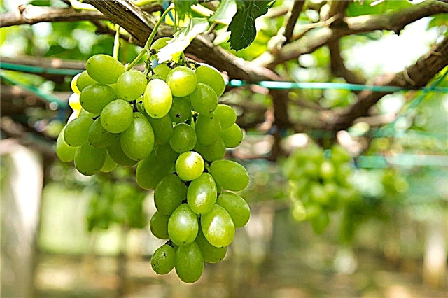 Beschrijving van de First-Called-druiven