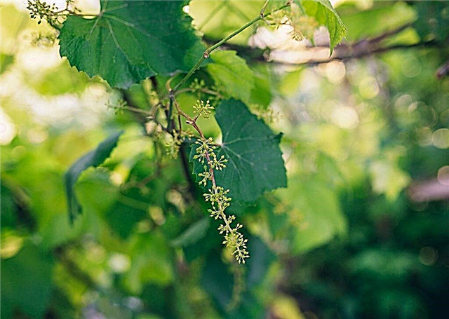 Grape care during flowering