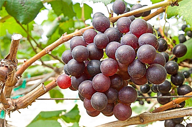 Description des raisins offerts à Irina