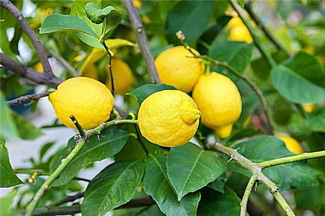 Отглеждане на лимонов юбилей