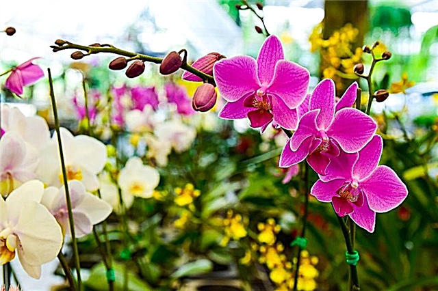 Merkmale des Wachstums von Orchideen