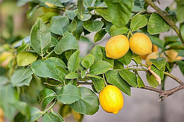 Popis Meyerova citronu