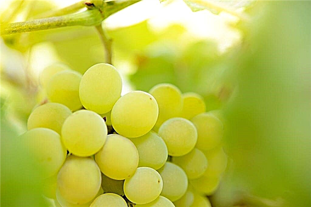 Cultivo de uva Ilya