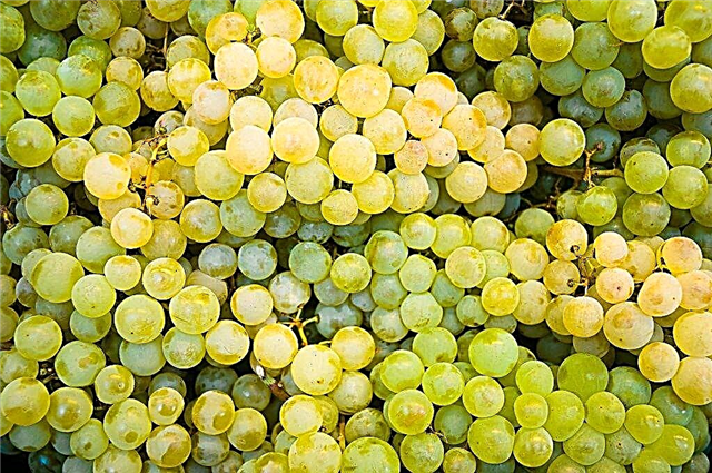 Les principales propriétés des raisins secs blancs