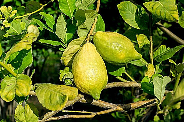 Príčiny žltnutia citrónovej listy