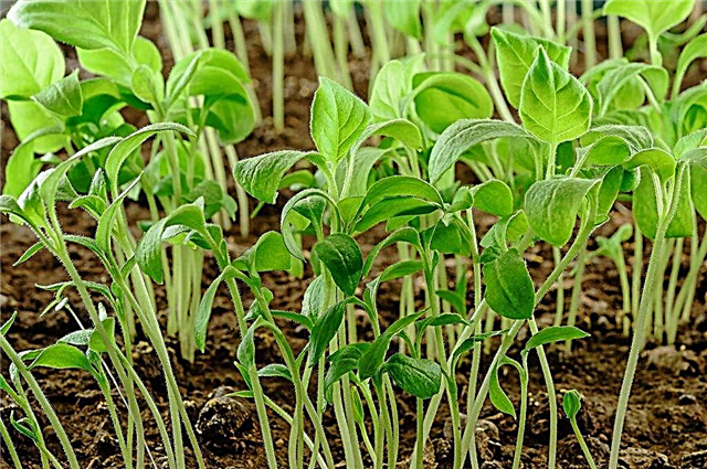 How to transplant eggplant seedlings