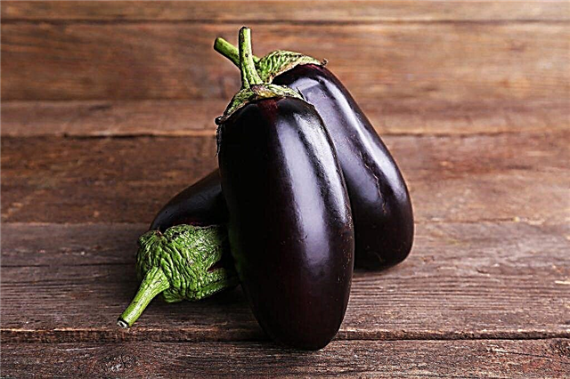Robin Hood Eggplant