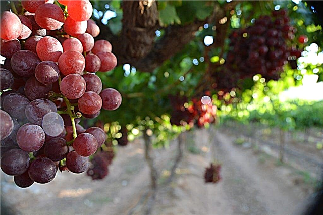 Description of grapes Dunav