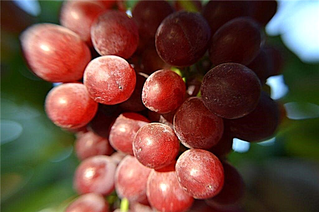 Cultiver des raisins Typhoon
