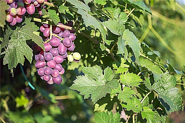 Amirkhan-druiven kweken
