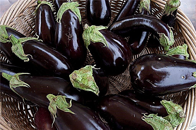 Description de Eggplant Market King