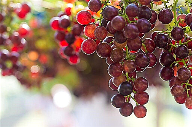 Beschrijving van druiven Crimson