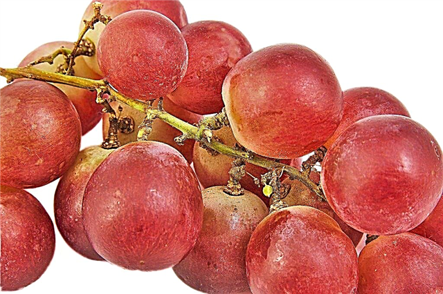 Характеристики на гроздето с червен глобус
