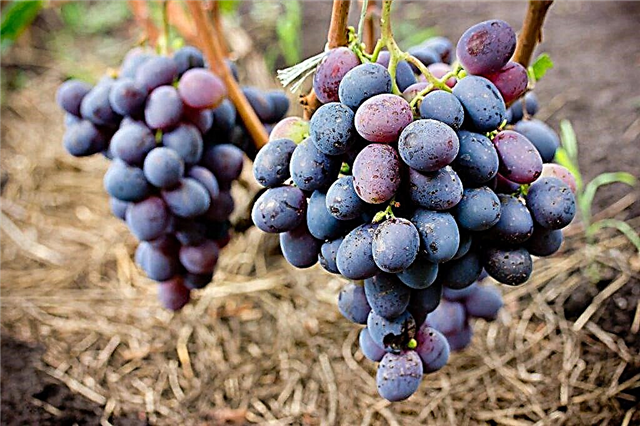 Carmacode grape variety