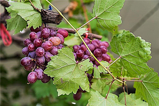 Descripción de la variedad de uva Brillante