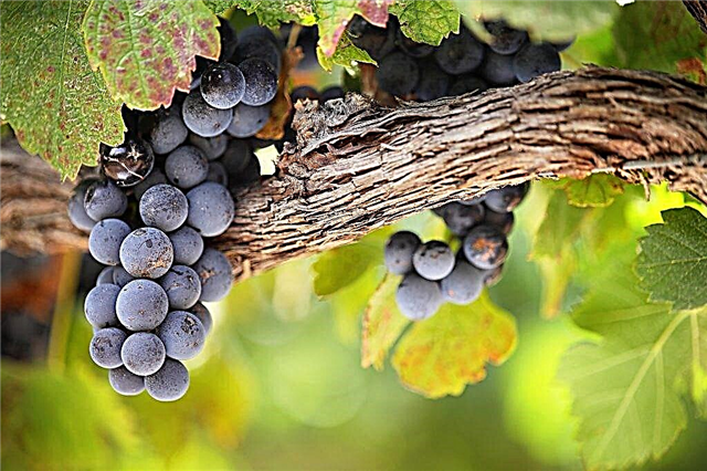 Características de las uvas Krasin