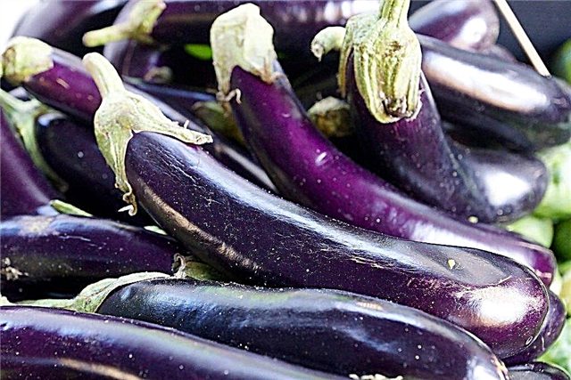 Cultiver une longue aubergine violette