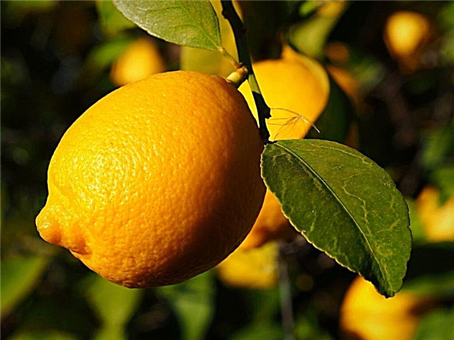 Description du citron de Lisbonne