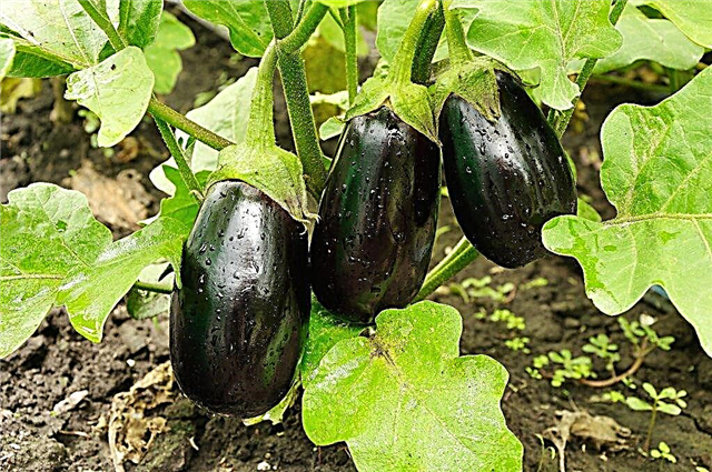 Eggplant growing rules
