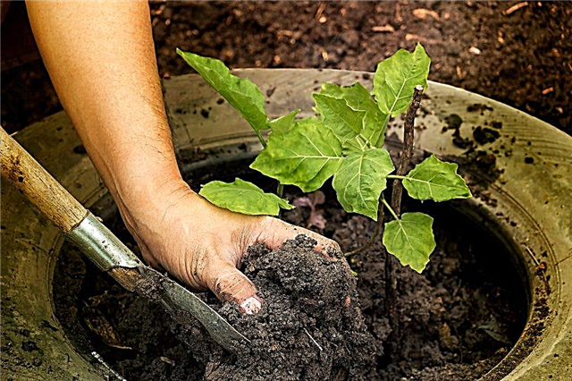Features of planting eggplants in open ground