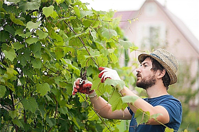 Features of summer grape pruning